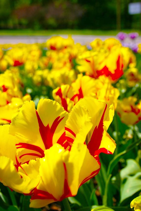 Желтые цветы - Evgen Polyakov
