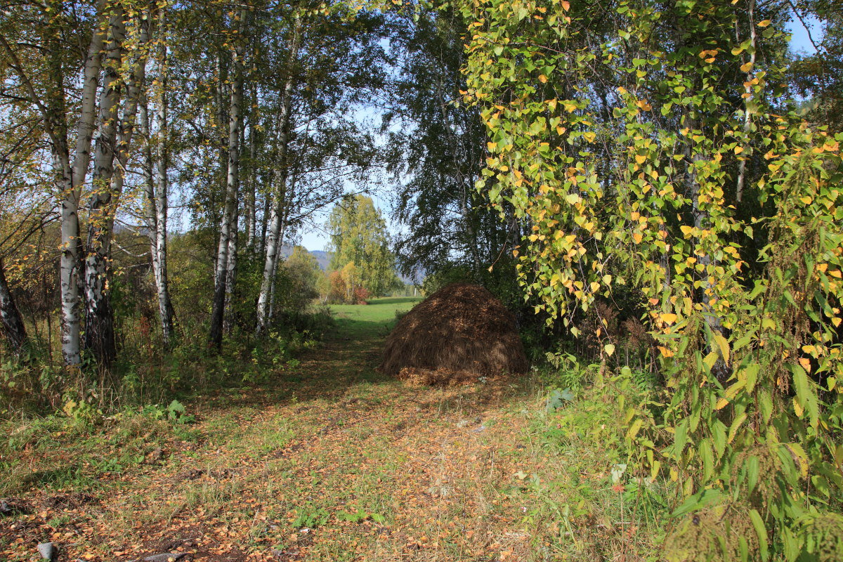 *** - Николай Елисеев