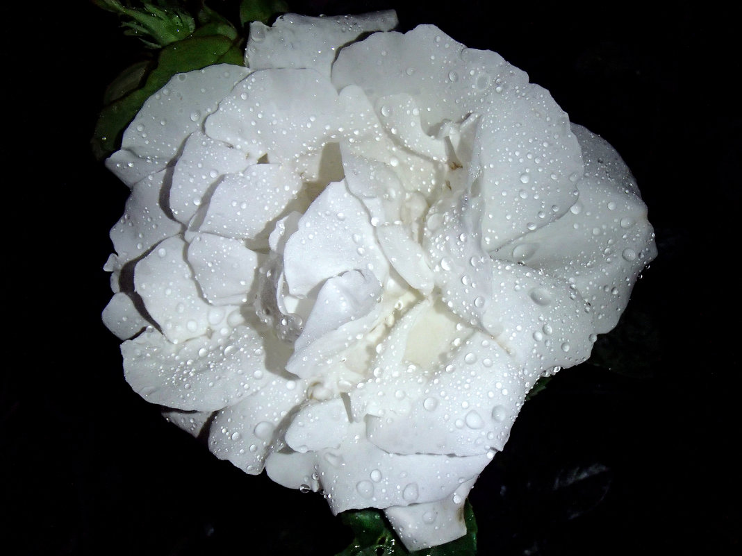 Слёзы розы - Надежда Гусева
