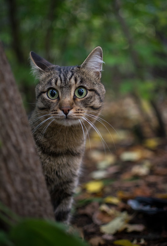 Котэ - Илья Матвеев