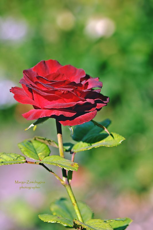 Роза красная - Маргарита 
