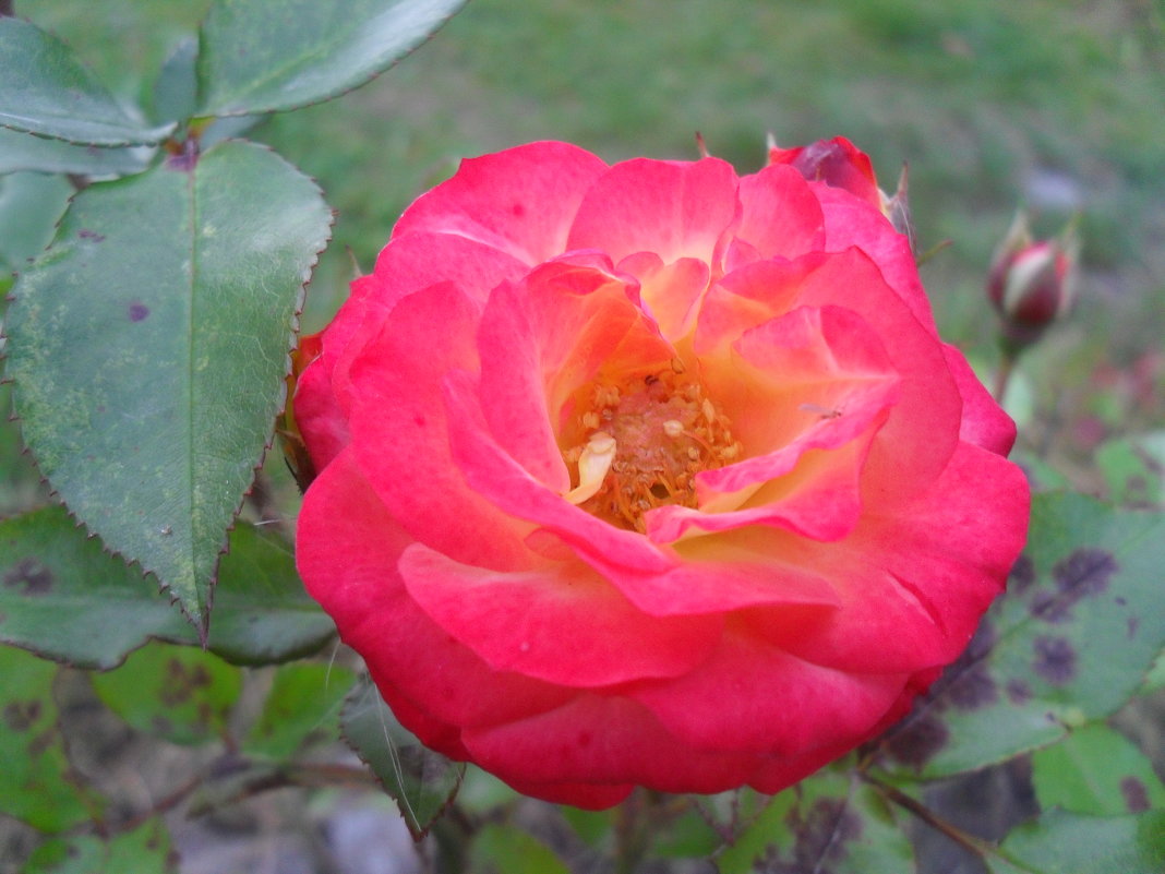 Осенняя роза - Анатолий 