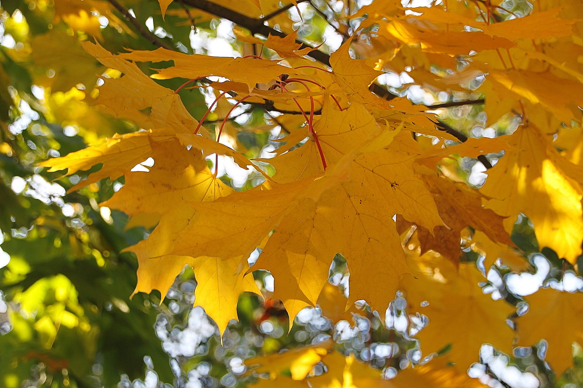Листья на ветру  поют об осени прекрасной... - Tatiana Markova
