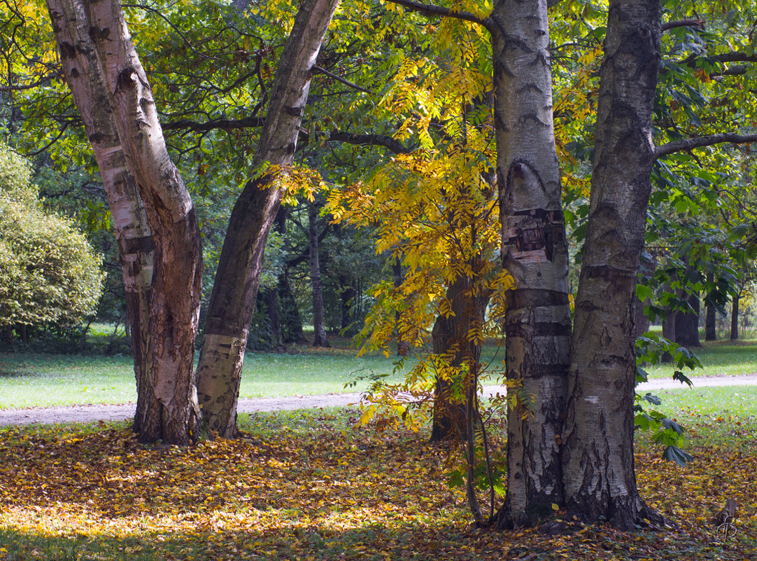Осенний этюд в парке - Виталий 