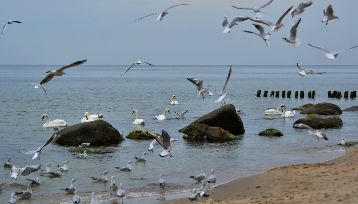 Лебеди на Балтийском море - Анастасия Смирнова