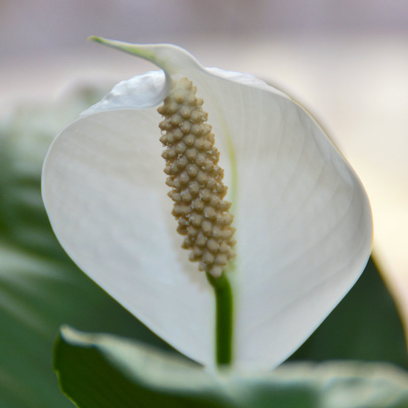 Спатифиллум – Spathiphyllum - Александр Морозов