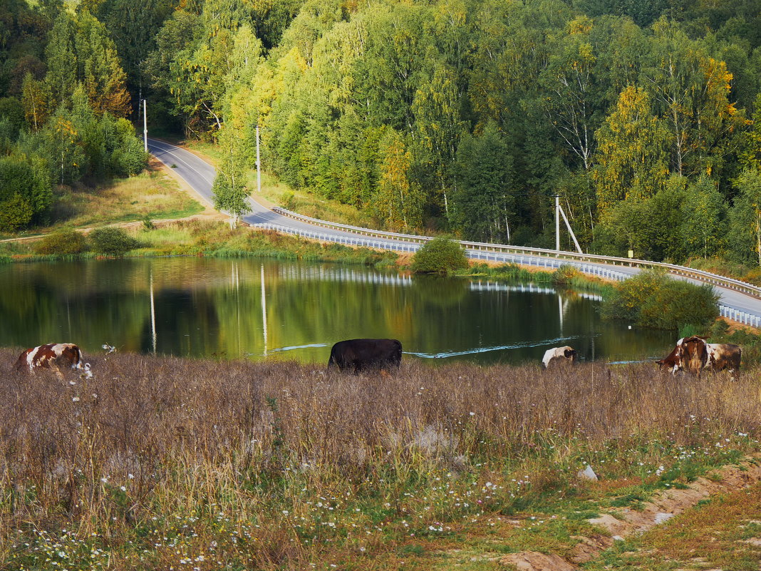 Осень отражается в воде, в ярких красках,  в пестрых кинолентах. - Galina Leskova