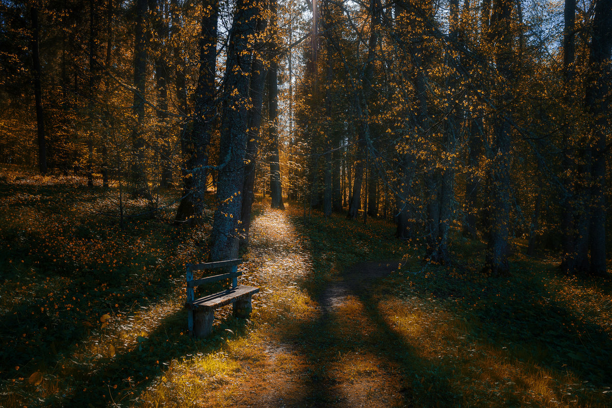 Скамейка в лесу - Svetlana Sauh