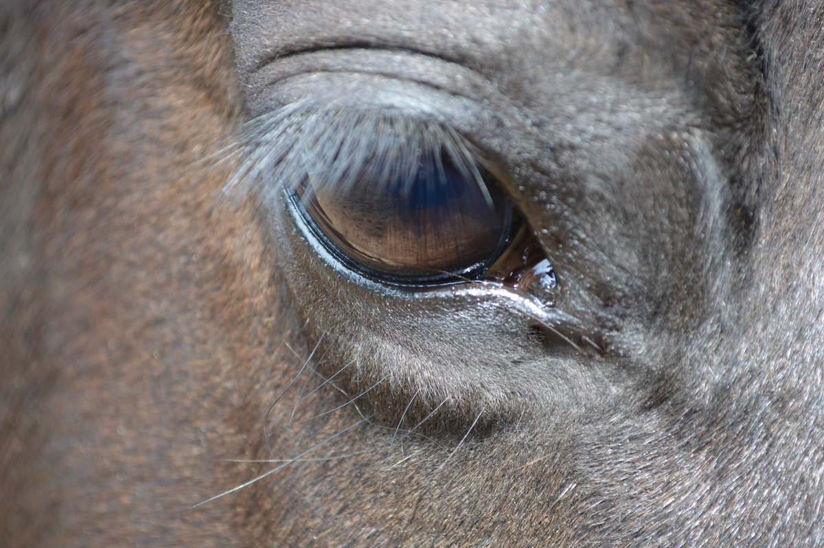 Взгляд лошади - Ксения Валерьевна
