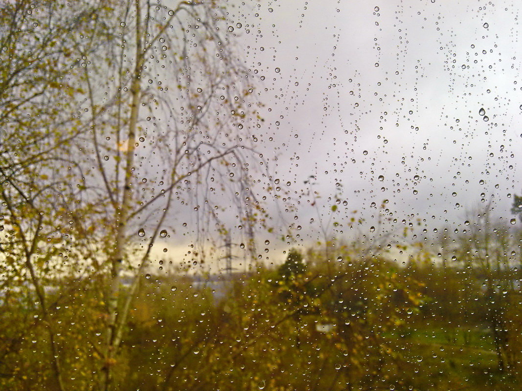 За окном осенний дождь. - Любовь Чунарёва