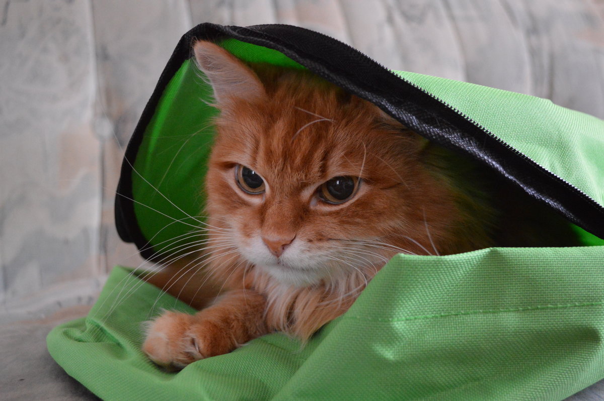 Рыжий кот в рюкзаке - Ксения Валерьевна
