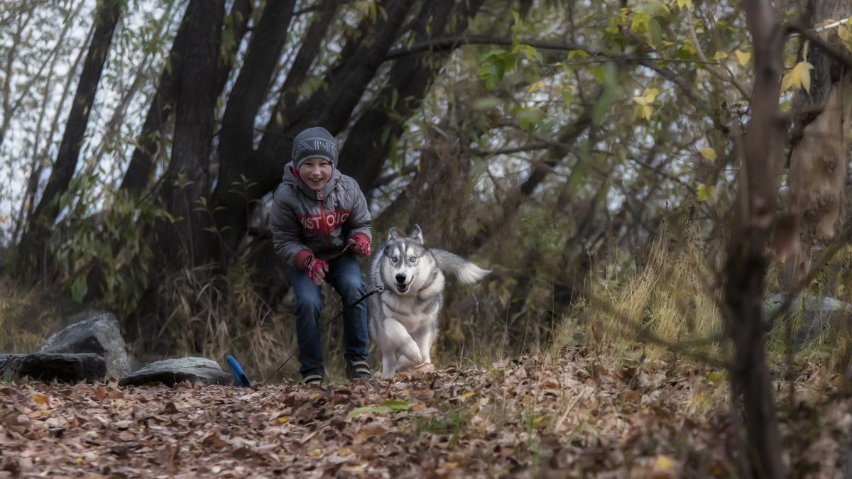 Friends in the autumn forest - Dmitry Ozersky