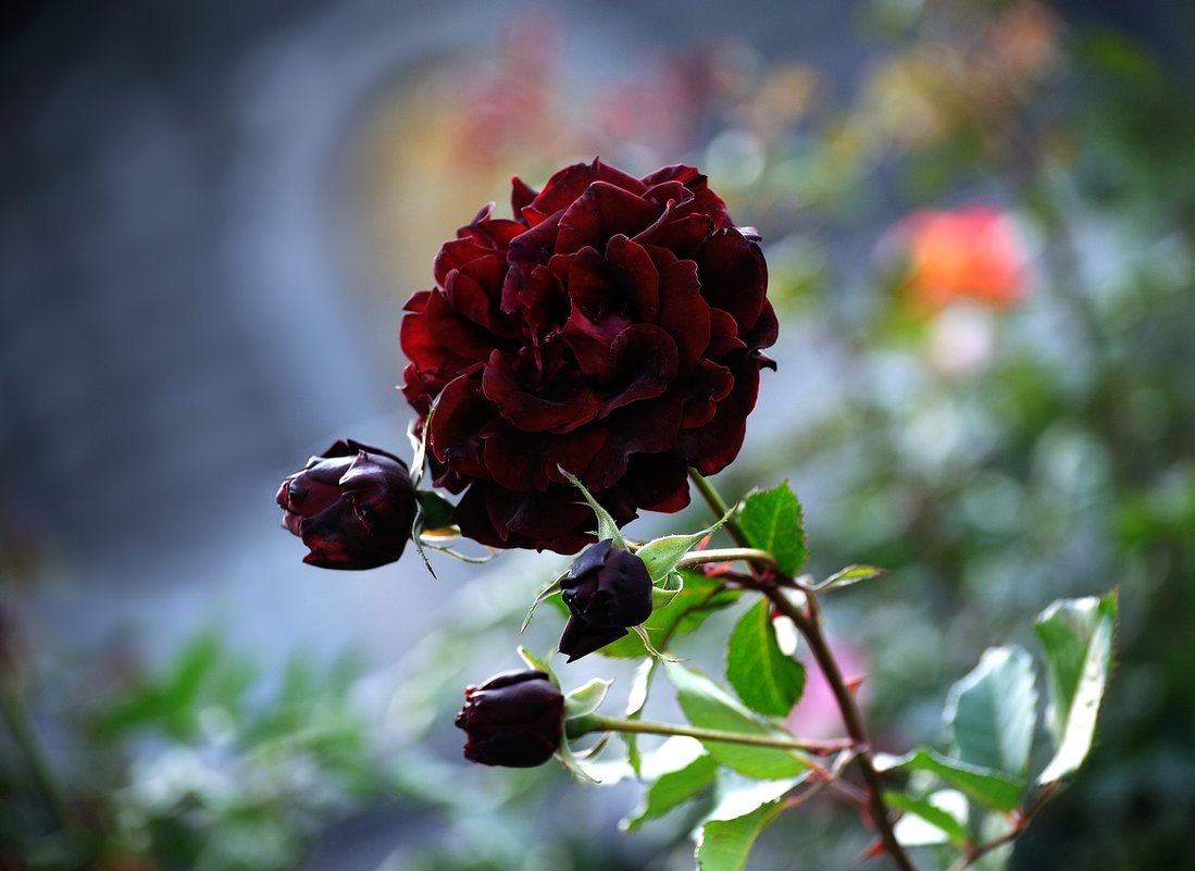 Черная роза - Юлия 