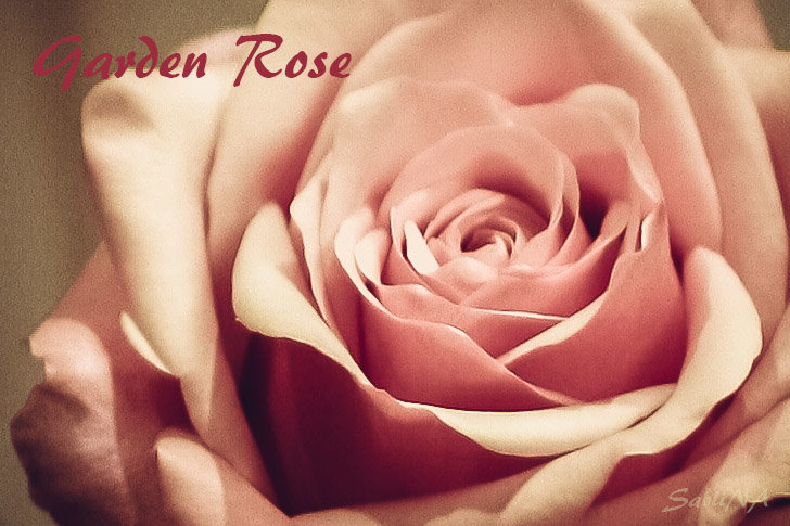 garden Rose - Natalia SabliNA