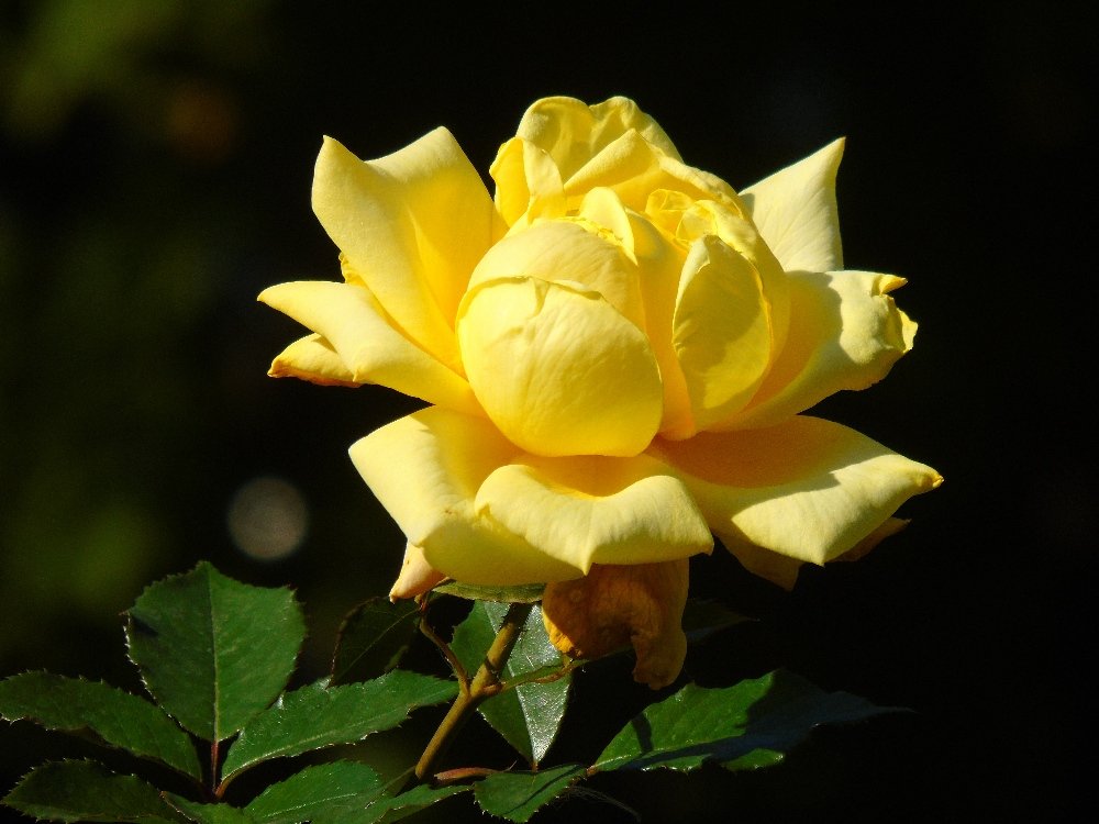 Желтая роза - Наталья (Nata-Cygan) Цыганова
