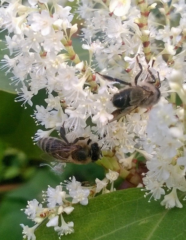 пчелки - данющенко мария 