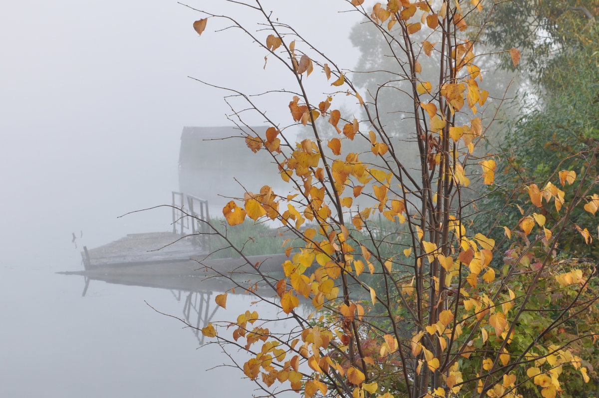 Осень, туман - Иван Торопов