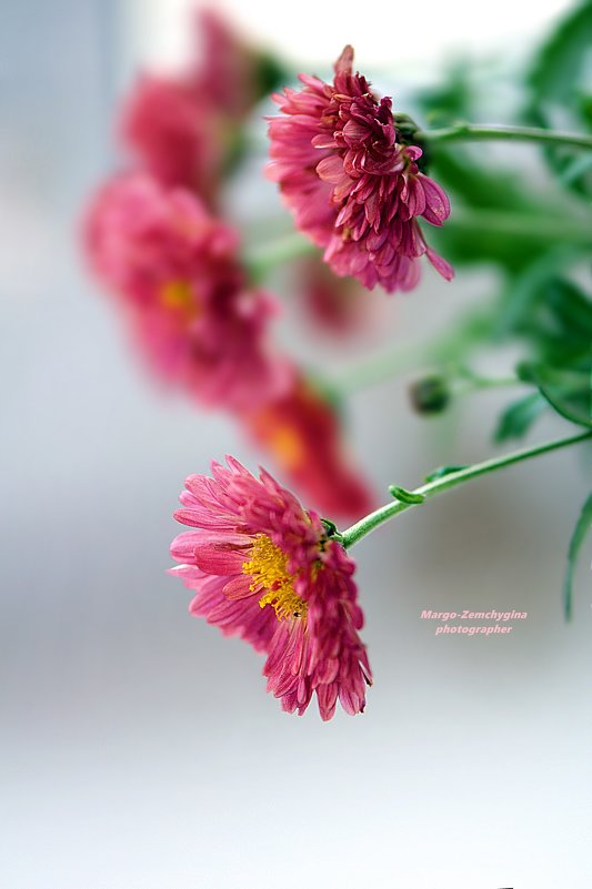 Хризантема - осенний цветок - Маргарита 