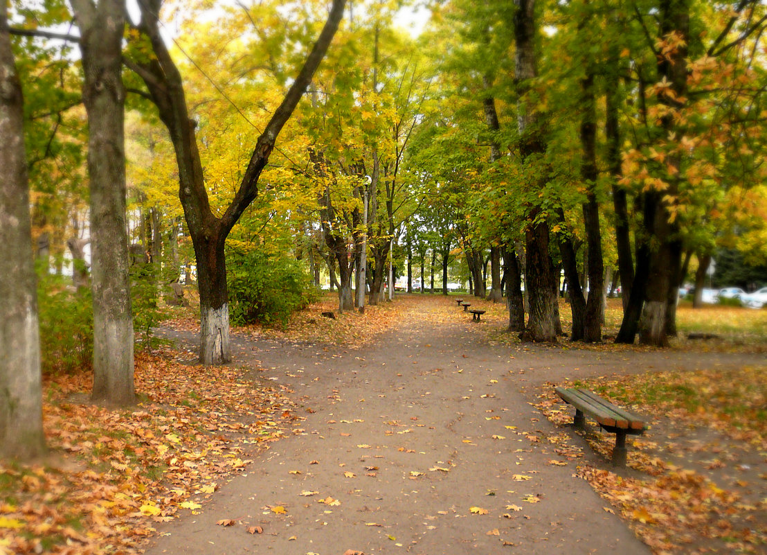 Курск собор осень