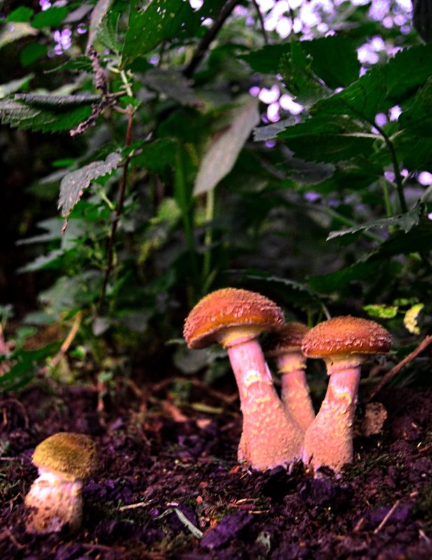 1.«Случайно найденные грибы». Опеньки (Опята). - Aleks Nikon.ua