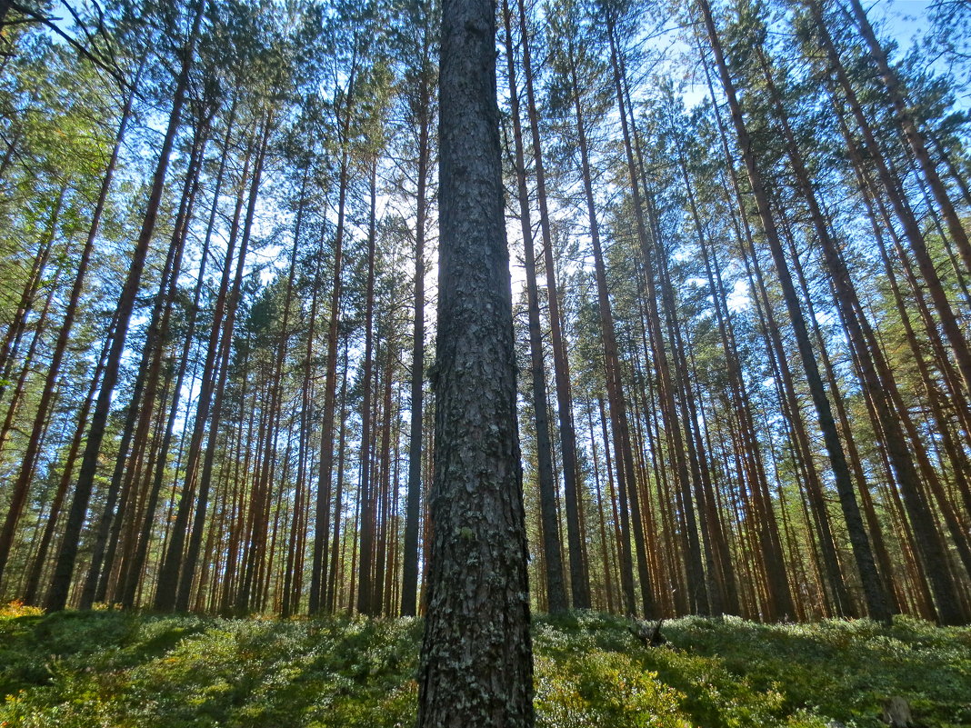 стройный лес - Елена 