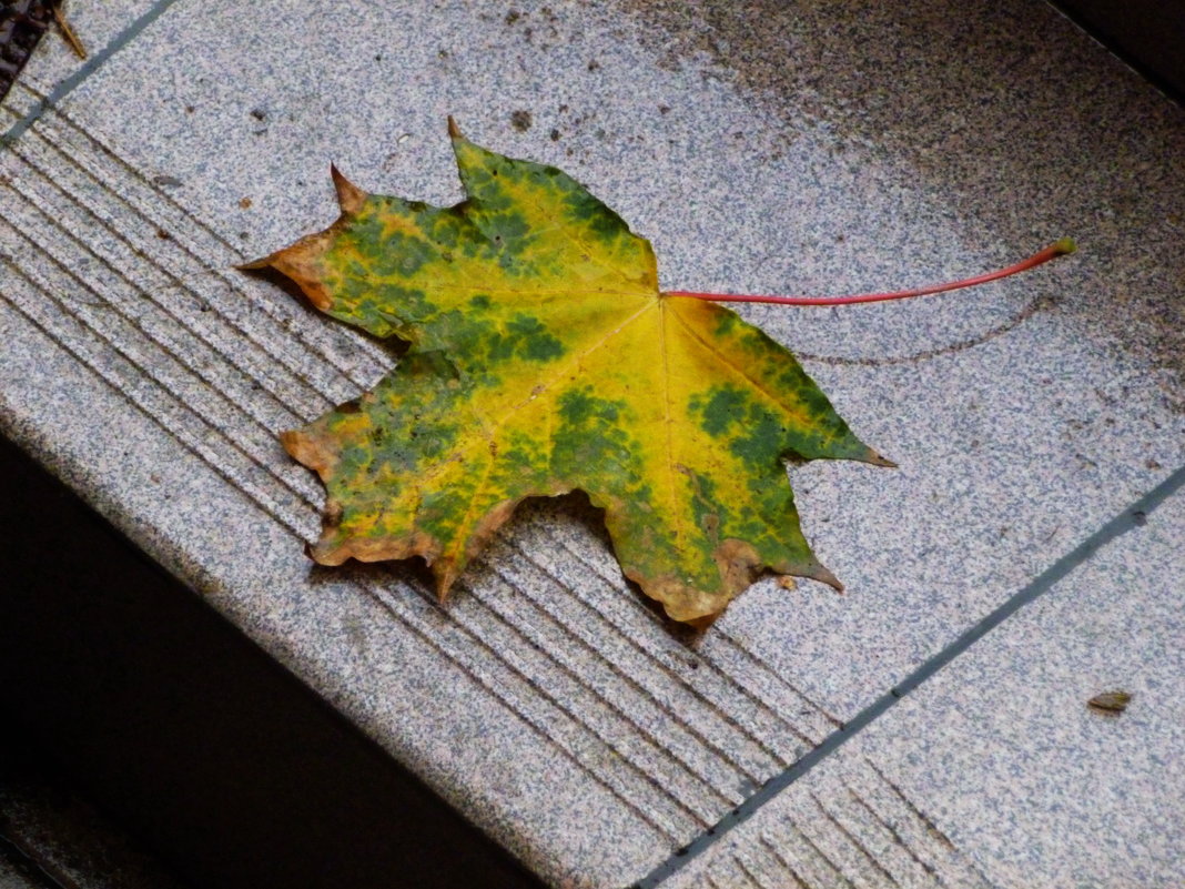 Осенний лист сорвался с клёна..... - Galina Leskova