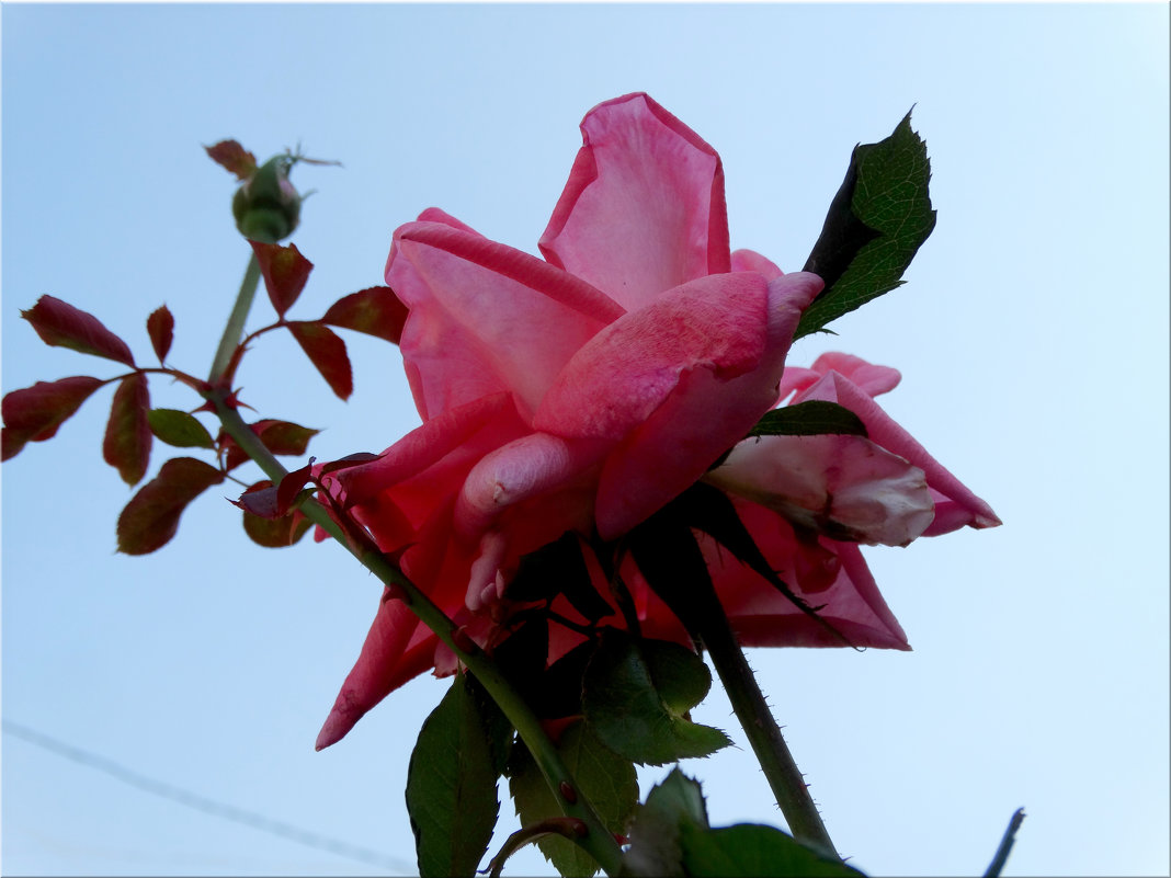 Розы октября... - Тамара (st.tamara)