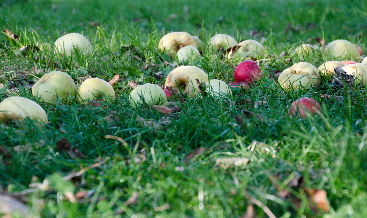 Яблоки на траве... - Ирина Шарапова