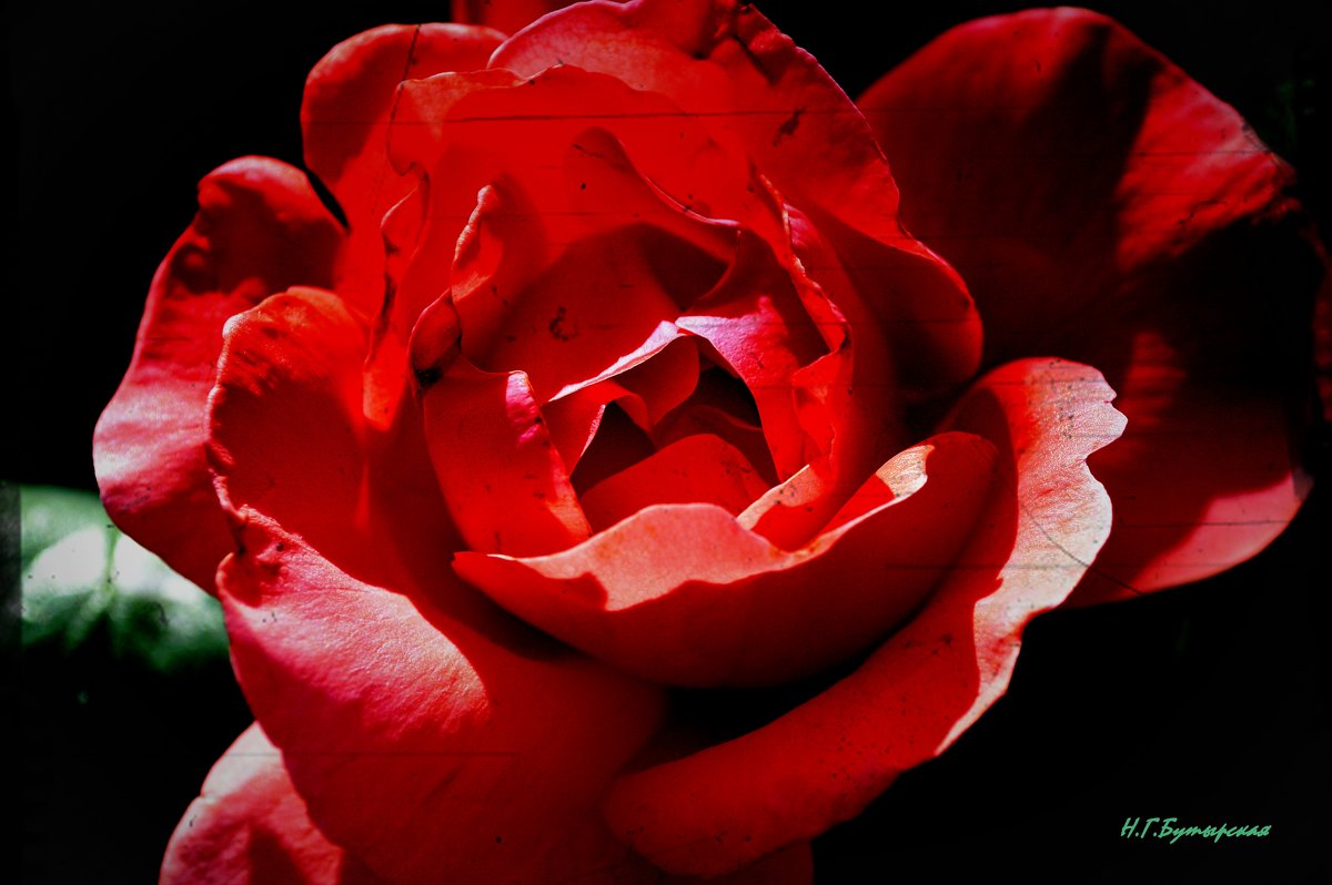 Красная роза... - Наталья Бутырская