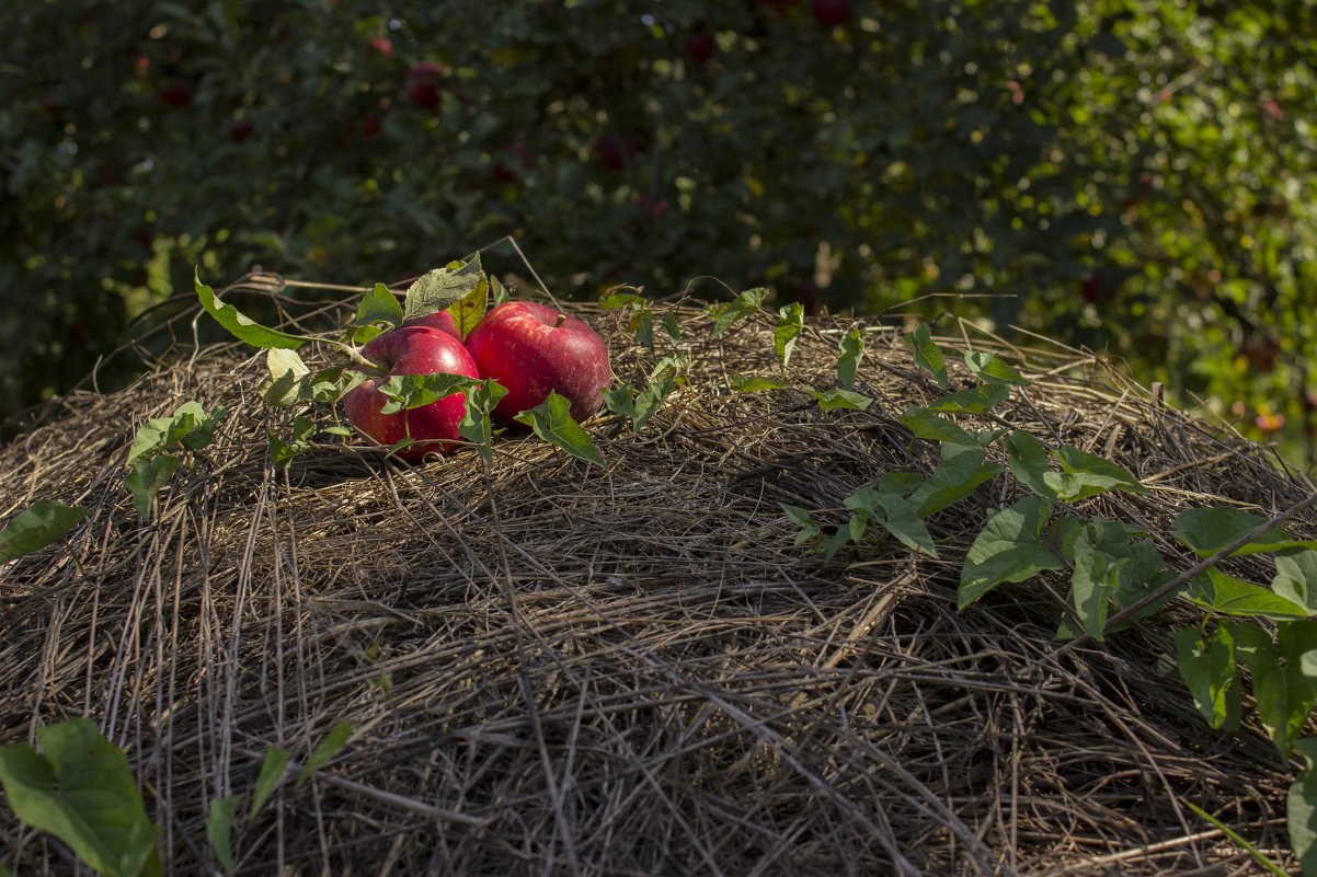 Яблоки на сене - Yana Ortman