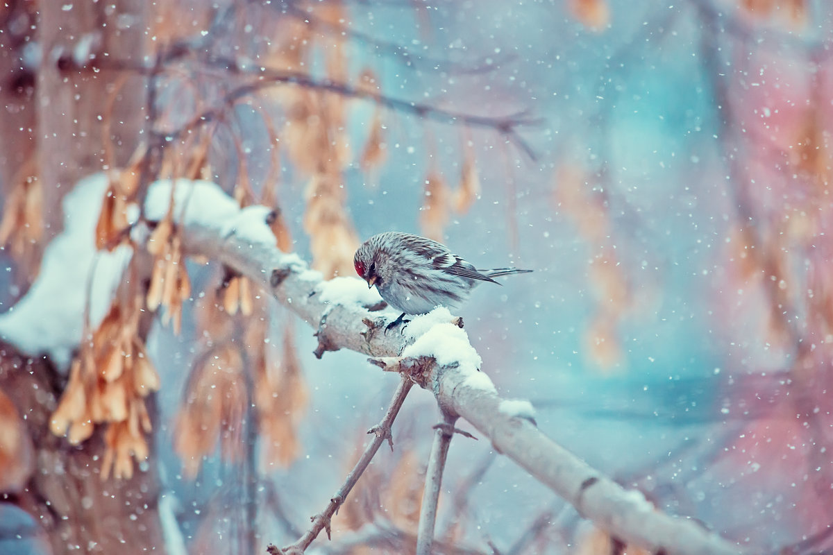 Опять снег… грустит чечётка - Оксана Арискина