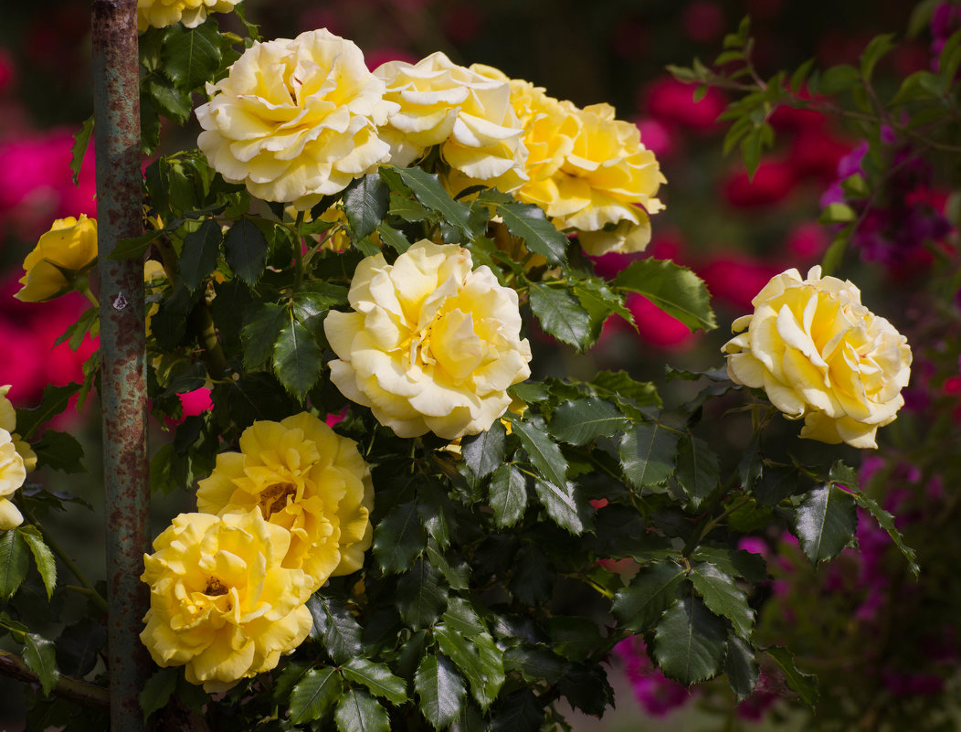 « Роза желтая,роза чайная  Аромата необычайного. … » - Андрей Нибылица