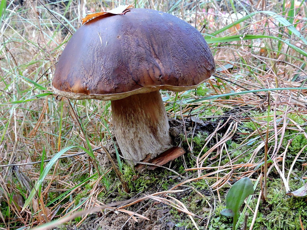 В праздник на Покров, после снега, холодов вырос царь лесных грибов.. - Hаталья Беклова