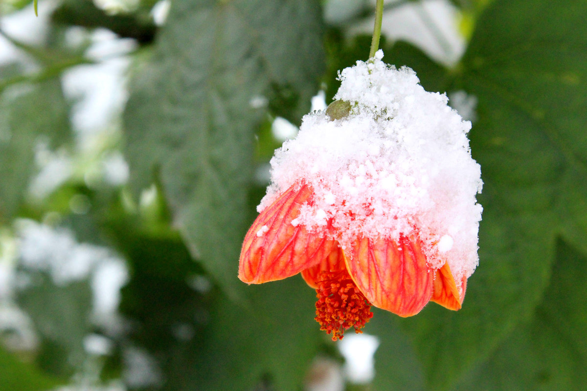Цветы под первым снегом - Tatyana Zholobova