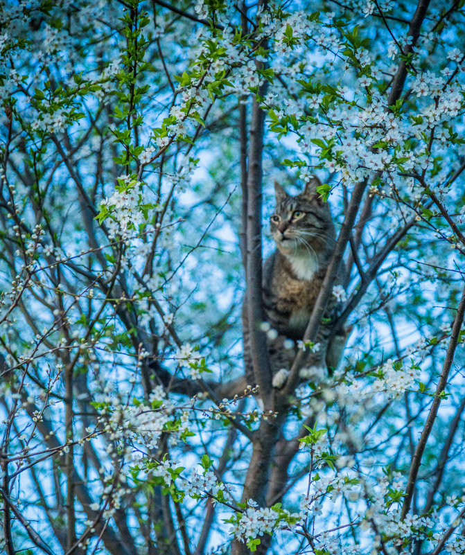 кошка - зверь - Мария Корнилова