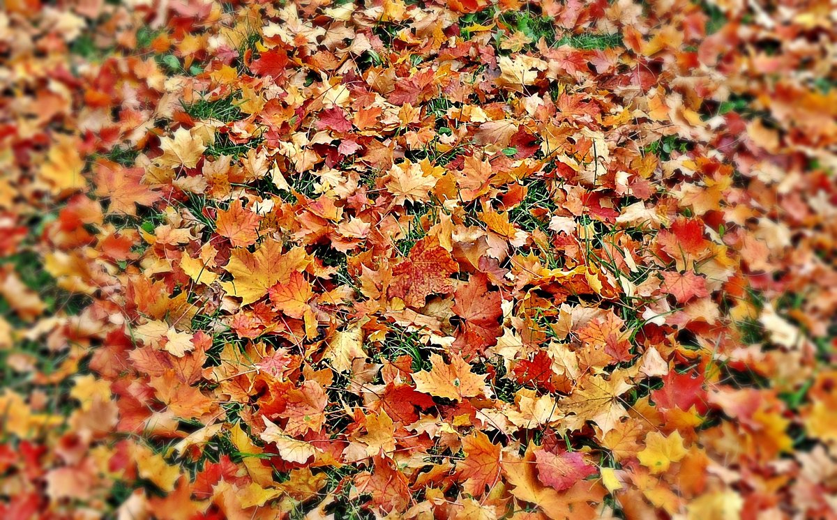 "Опавшие листья шуршат под ногами, Всю землю, укрыв разноцветным ковром,.." - Galina Dzubina