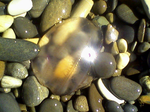 Медуза в холодной воде Черного моря - Irina 