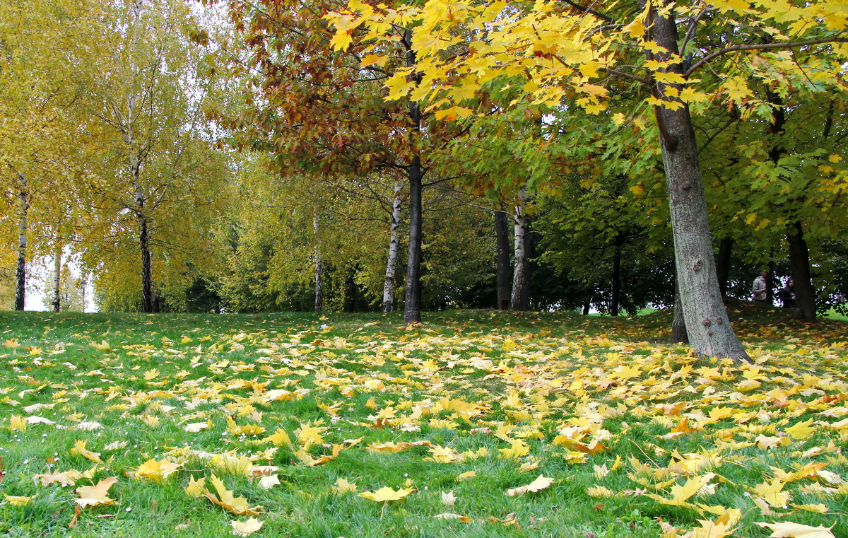 На ковре из желтых листьев .... - Маргарита ( Марта ) Дрожжина