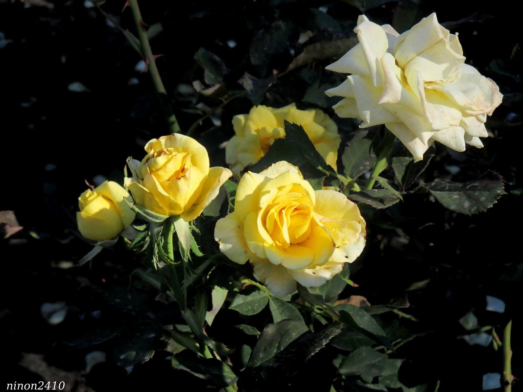 Жёлтые розы октября - Нина Бутко