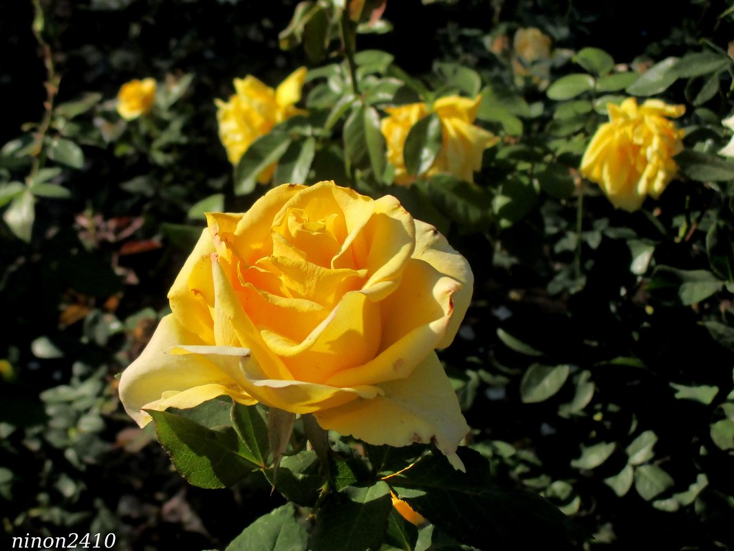 Жёлтые розы октября - Нина Бутко