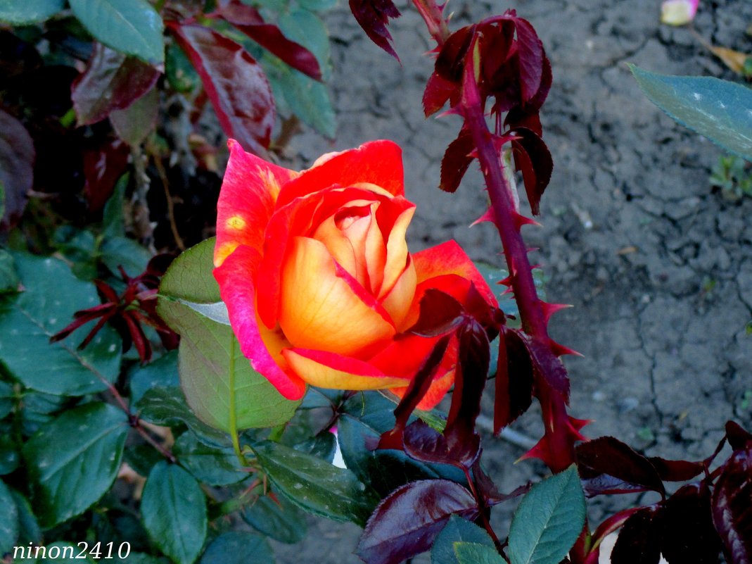 Октябрьские розы - Нина Бутко