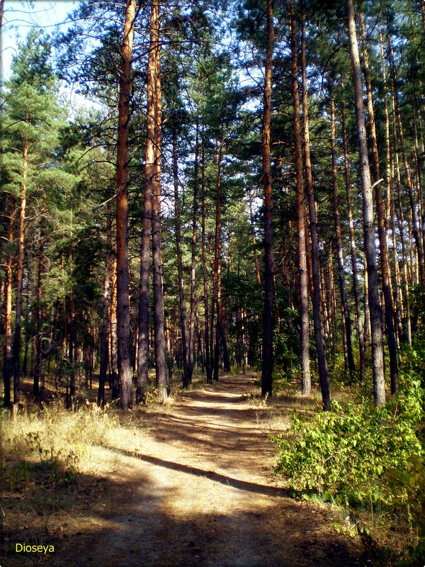 Как  здорово в лесу - Татьяна Пальчикова