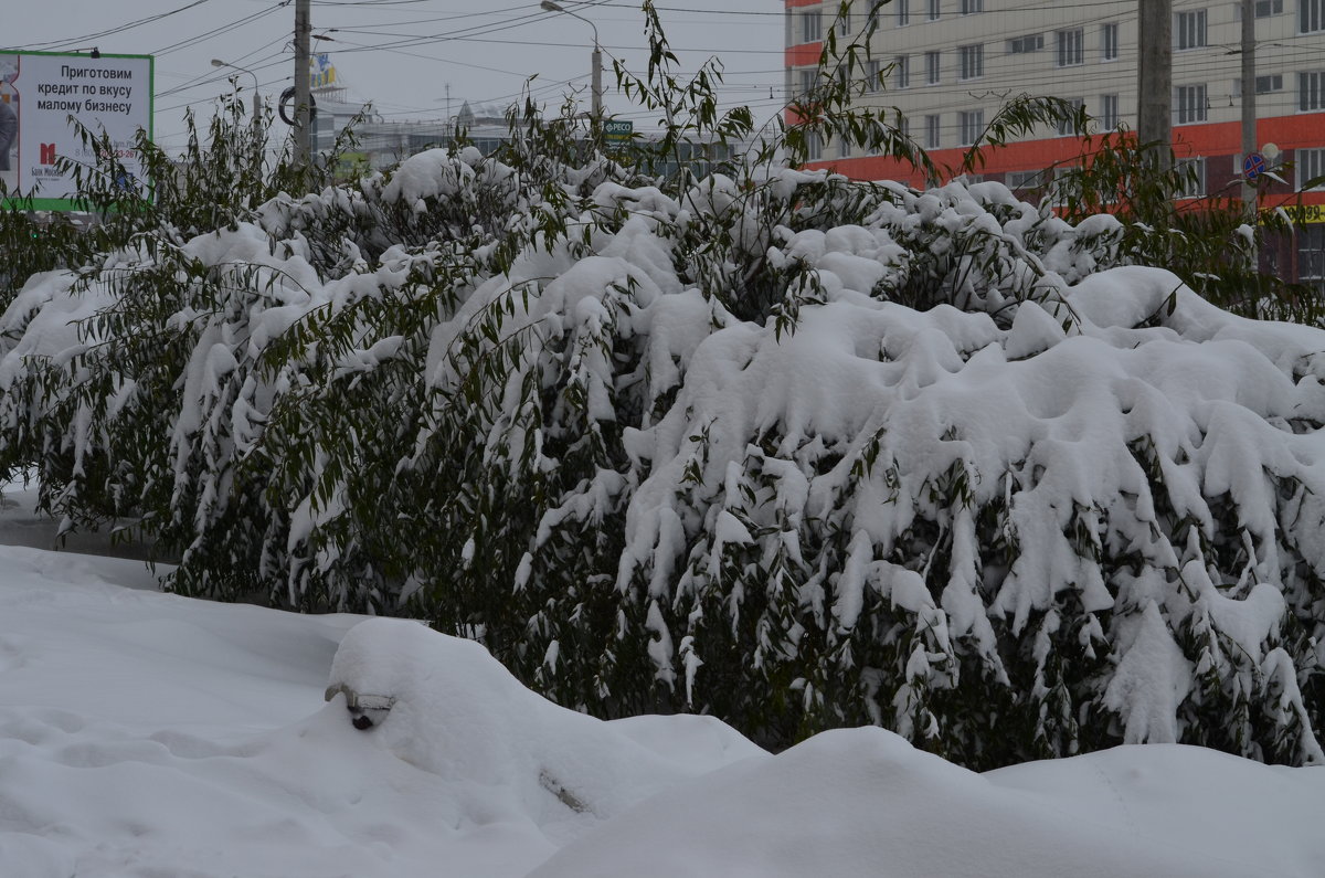 22 Октября-снегопад в Омске - Savayr 