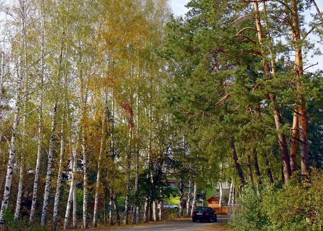 Графский заповедник. - Чария Зоя 