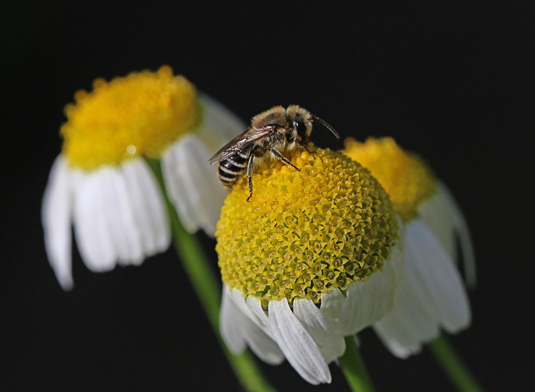 Пчелка - Алексей Головин