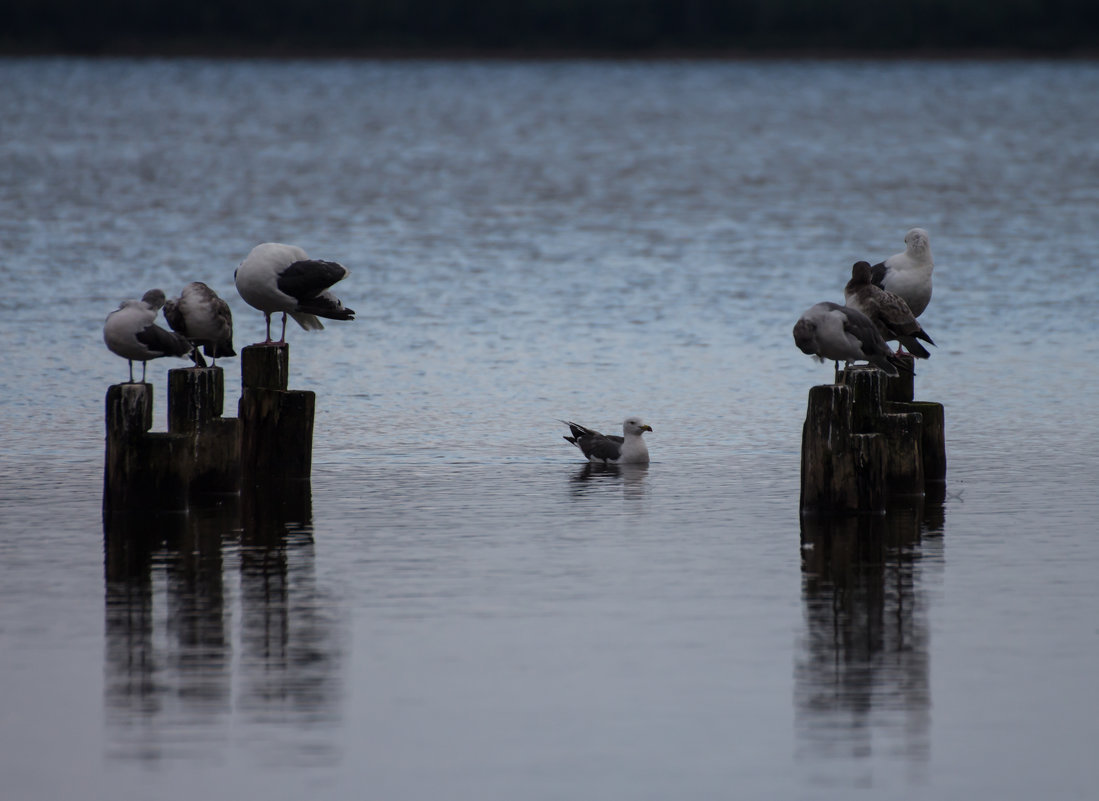 птицы на озере - Наталья Литвинчук