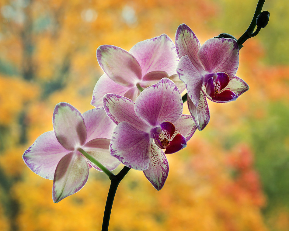 Орхидея и осень за окном - Ирина Приходько