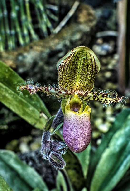 орхидея-волосатик - Alexander Romanov (Roalan Photos)