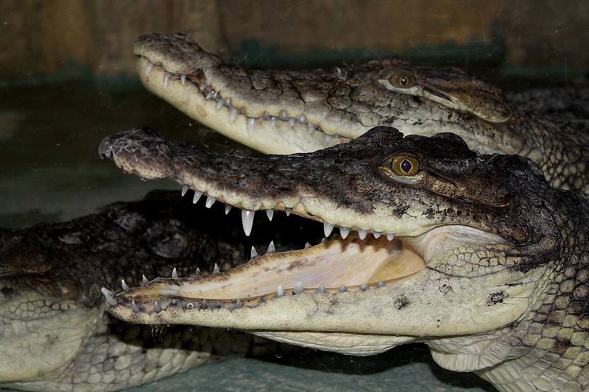 крокодилы - elena manas