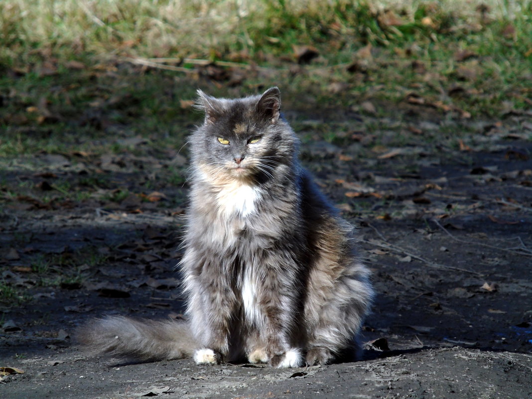 Мы коты люди серьезные, особенно сибирские и в Сибири. - Валентин Когун